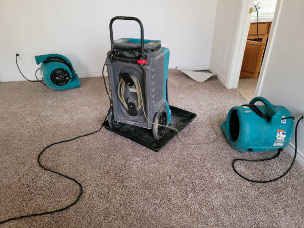 Best Professional water damage repair  in Shelton, NE