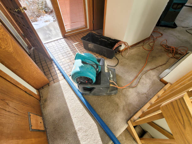 Best Basement water damage restoration  in Shelton, NE