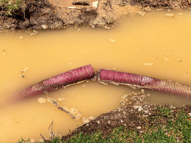 Best Water damage cleanup near me  in Shelton, NE